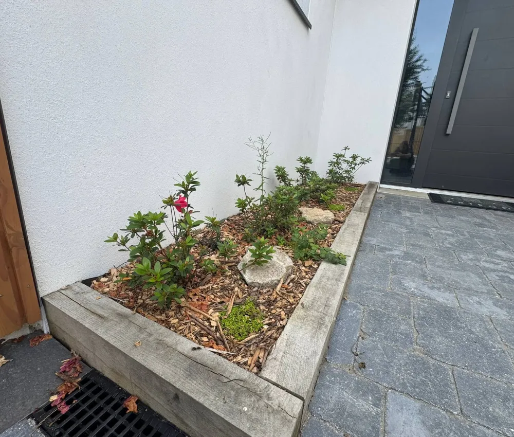 bassin de jardin avec plantes et rochers