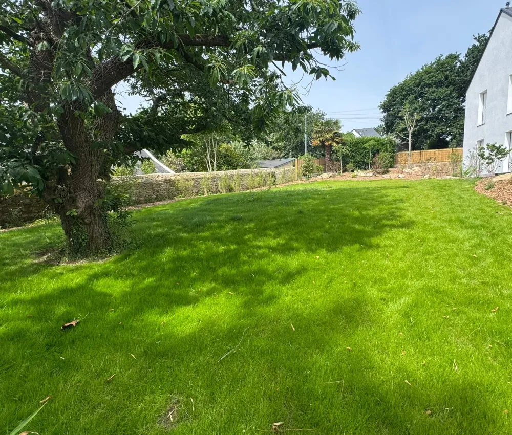 Gazon vert ensoleillé avec un grand arbre et une maison à l'arrière-plan