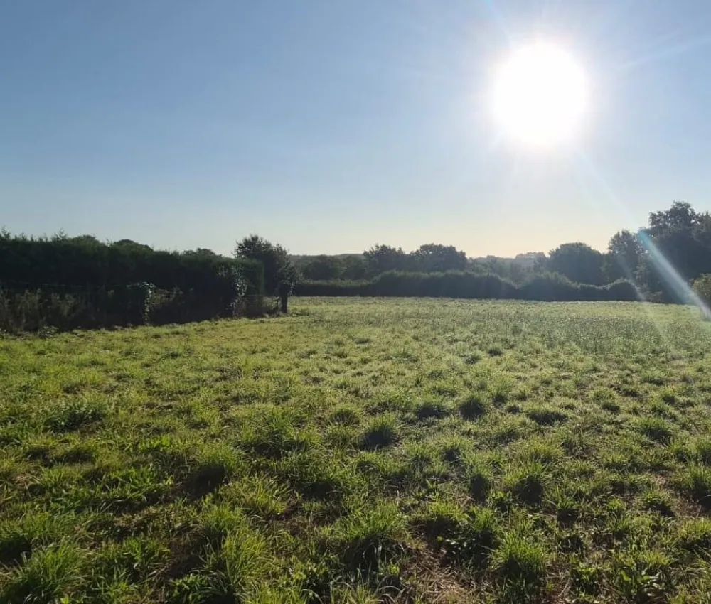 Champ de prairie ensoleillé