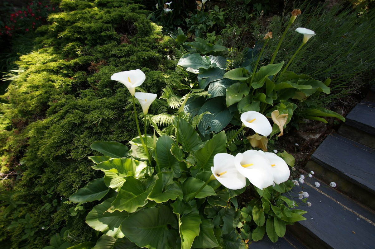 DSC03271